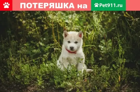 Пропала белая хаски Фанта в Новокузнецке