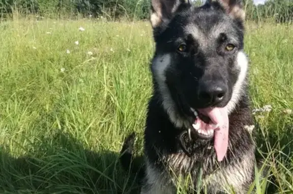 Пропала собака Умка в селе Ворсино, Калужская область