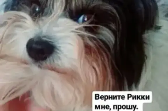 Пропала собака в Тверской области, вознаграждение