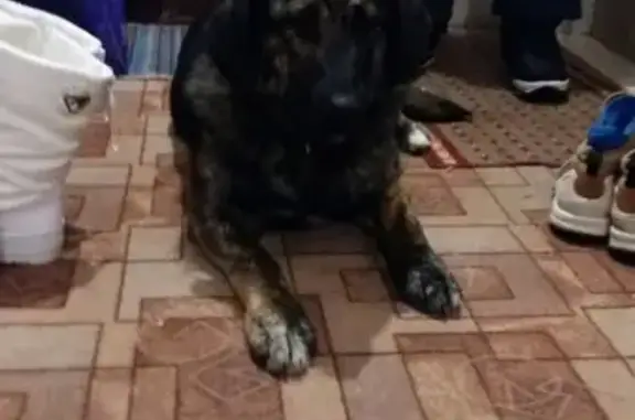 Пропала собака в Ульяновске, зовут Багирой