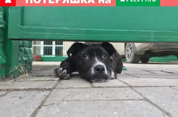 Пропал щенок в Геленджике, ул. Лабинская, район Голубой Бухты