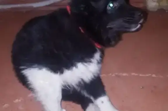 Найден щенок на Дачной в Петропавловске-Камчатском