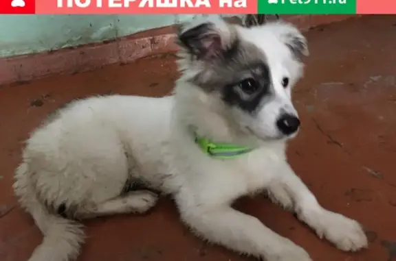 Найден щенок у остановки Садовая