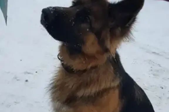 Найдена собака в Зеленодольском районе, Татарстан