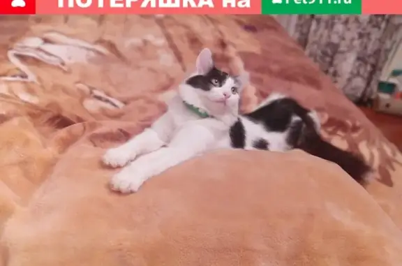 Кошки потеряшки, Смоленск, фото: Потеряшка кошка на ул. Киевский переулок!