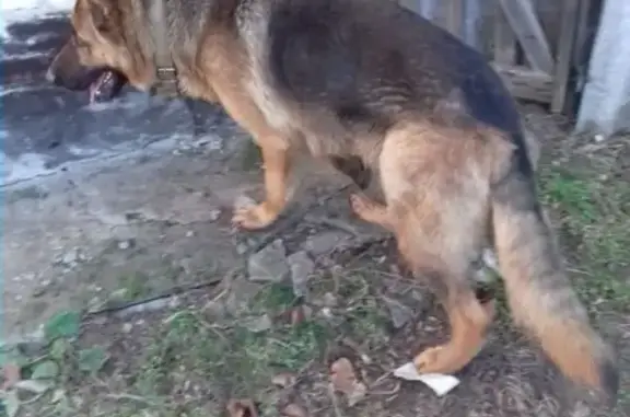 Найдена собака в Новочеркасске
