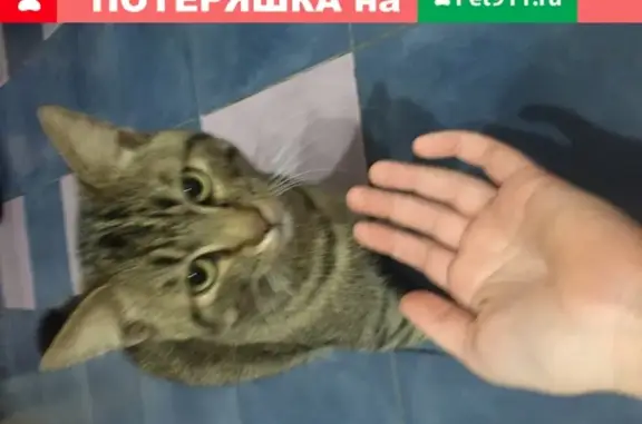 Найден домашний кот на ул. Мира, Иркутск.