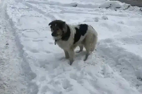Найдена собака в Люберцах, ищем хозяев!