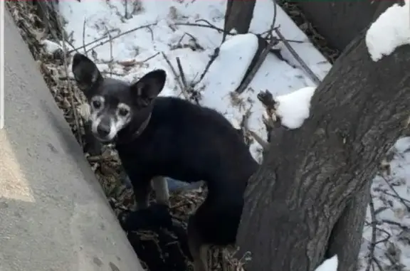 Пропала собака на Лазо 28, видели на теплотрассе Металлургов (Красноярск) https://vk.com/ylipakhomova