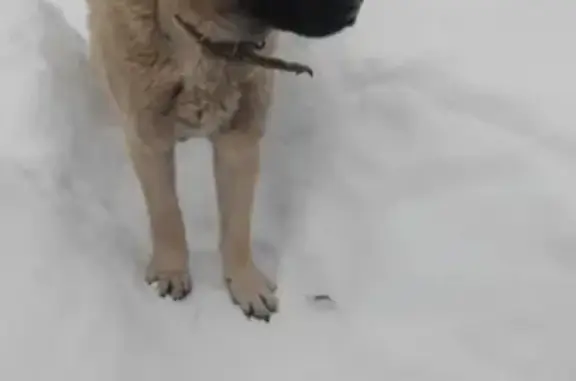 Найдена крупная собака в Перми, 9-й микрорайон