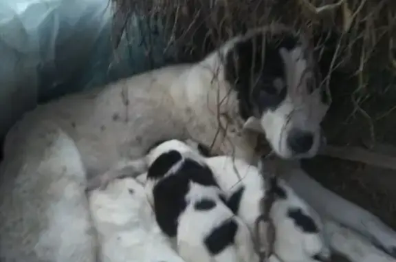 Собаки потеряшки, Демидовка, фото: Потеряшка собака в Демидовке, Смоленская область