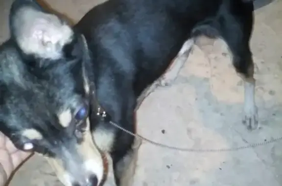 Собака найдена на улице Королёва