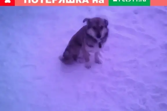 Найдена собака в Малмыже, Россия.