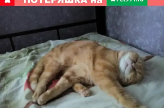 Пропал кот в районе 25 дома, Фокино, Брянская область