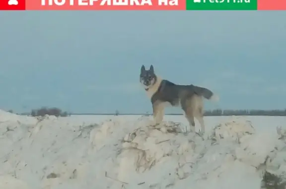 Пропала собака в Ханты-Мансийске