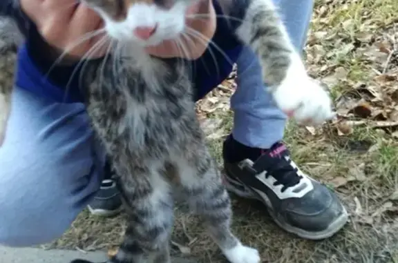 Найдена кошка в Среднеуральске с ошейником!