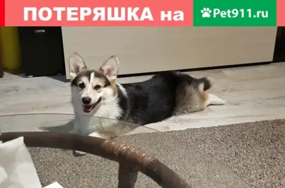 Пропала собака в Ханты-Мансийске на улице Свободы 2б и 1: Вельш корги, кличка Джой.