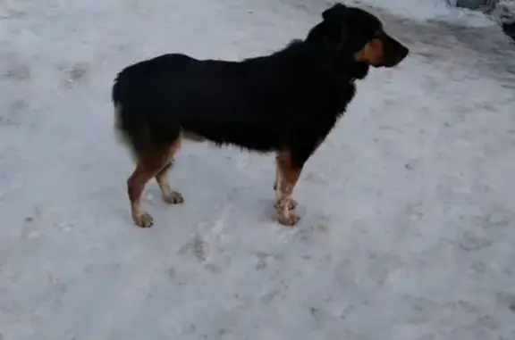Найдена собака на ул. Грибоедова