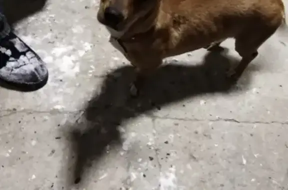 Найден пёс с красным ошейником в Хвалынске, Россия
