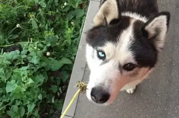 Пропала собака породы хаски в Воронеже