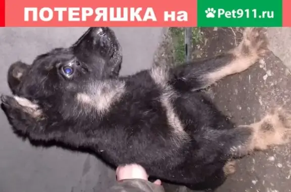 Пропала собака Джесси на ул. Дачной в Кирове