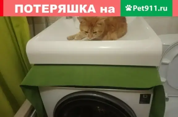 Пропала рыжая кошка в Дзержинском на ул. Ленина 7