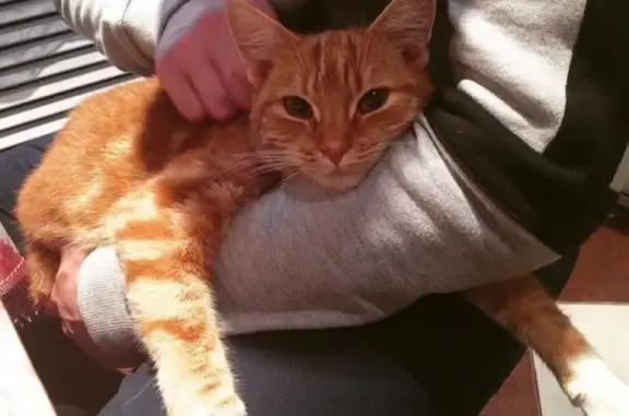 Кошки потеряшки, Смоленск, фото: Потеряшка кошка с ул. Октябрьской Революции, дом #22, кличка Рыжая