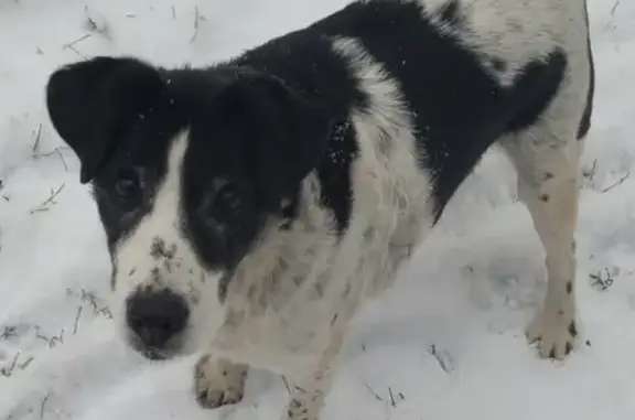 Пропала собака Бим в Брянске, район магазина Варяг в Бежице