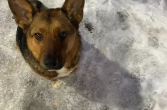 Найдена собака в ЖК Эдем, Гаврилково, Московская область