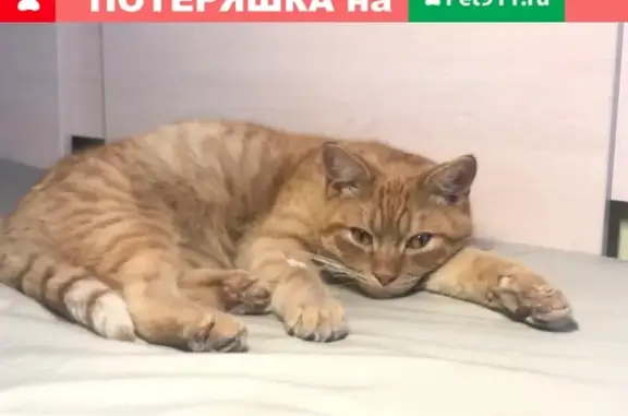 Найден ласковый кот на Авиационной, Москва