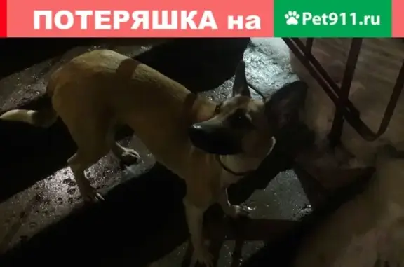 Собака потерялась на ул. Ленина, Липецк