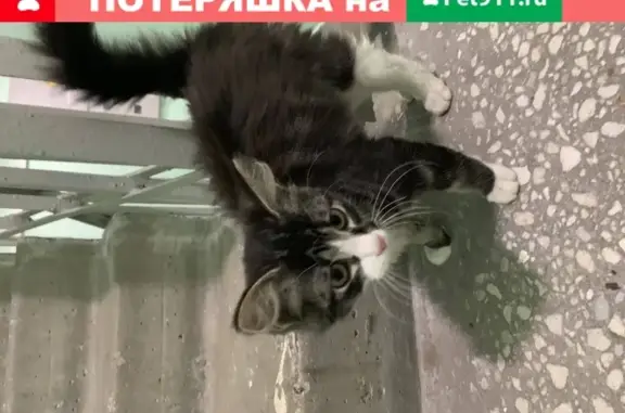 Найдена кошка на Радужной улице