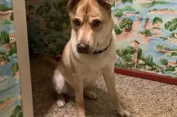 Пропала собака Бадди в Петропавловске-Камчатском