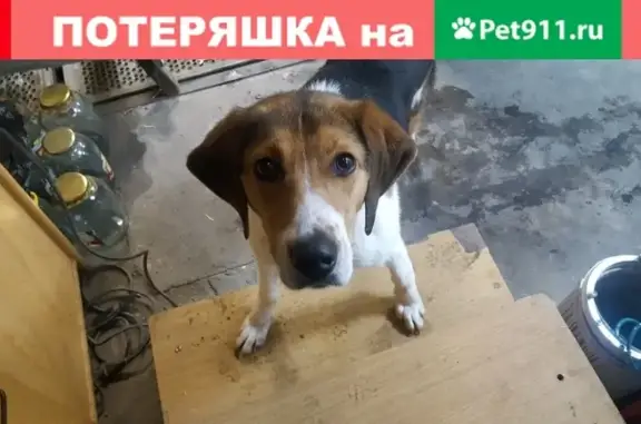 Найдена собака в Сургуте 15.02.2019г.