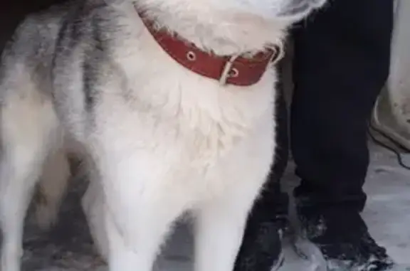 Найдена собака в Кинель-Черкассах, ищем хозяев