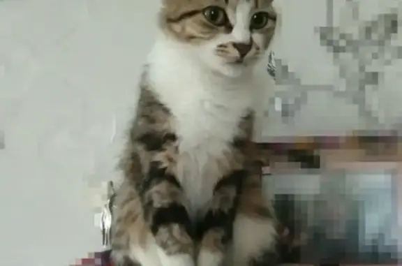 Кошки потеряшки, Айкино, фото: Потеряшка кошка в Айкино на ул. Школьной