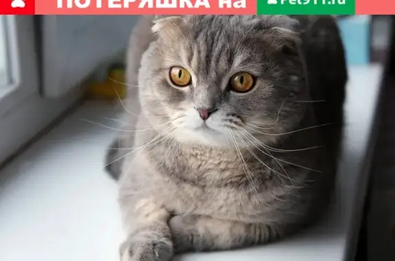 Найдена кошка на Новгородской, ищем хозяев.