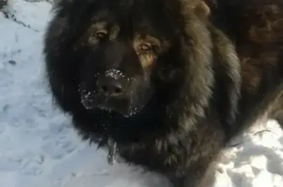 Пропала собака Рыцарь в Железногорске.