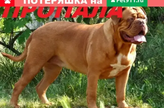 Пропала собака Симба в садовом товариществе Хурзарин