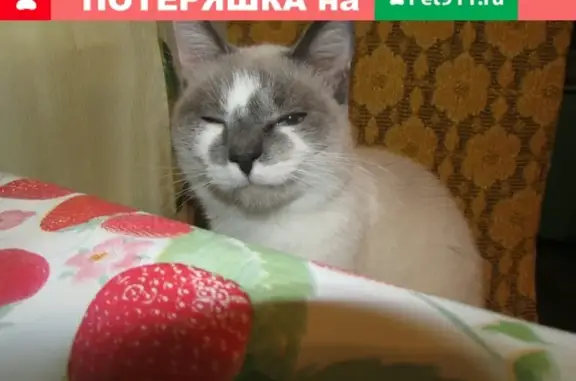 Пропала кошка: Мало-Луговая 3, ищем по адресу Кирова 69