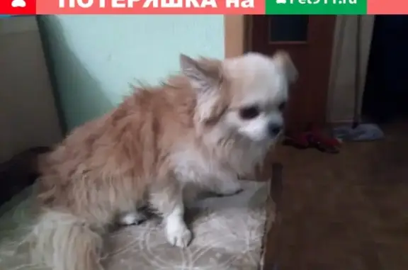Найдена собака на улице Гоголя, Ярославль
