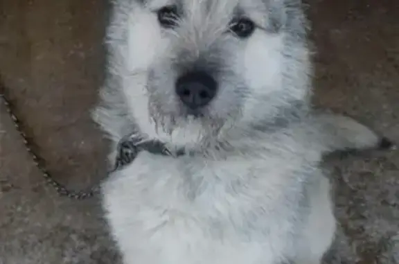 Пропала собака Арчи в деревне Хомяково, ищем свидетелей