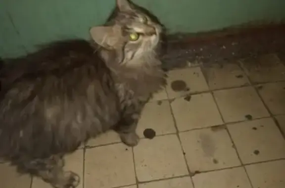 Найдена кошка в Малоярославце - звоните Кристине
