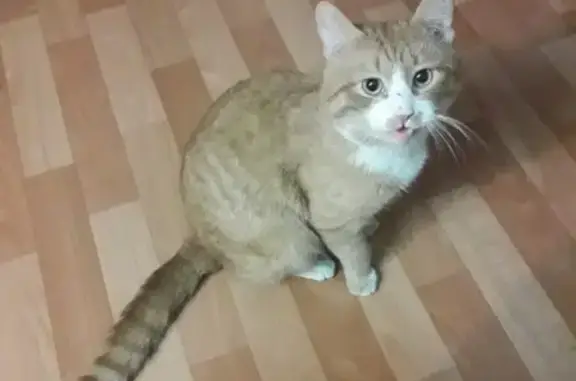 Найден кот на ул. Полухина в Мурманске