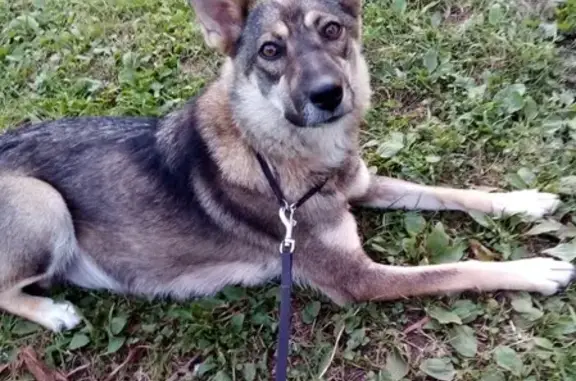 Пропала собака Тайга в деревне Ивантеево