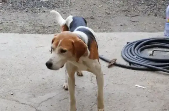 Найдена собака в Махошевской, Адыгея