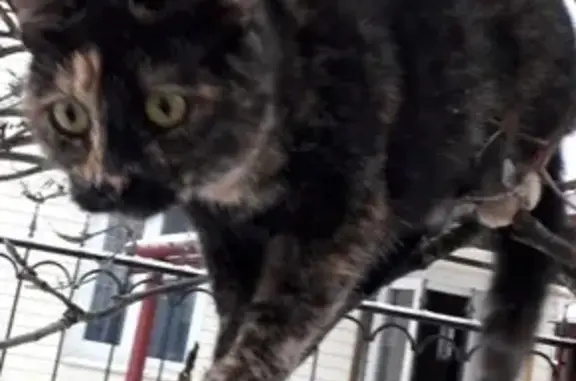 Пропала кошка Тоська в Лодейном Поле
