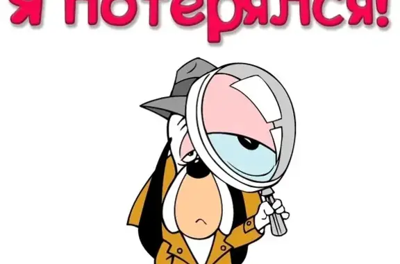 Кошки потеряшки, Набережные Челны, фото: Потеряшка кошка с белыми лапками и галстуком в Набережных Челнах