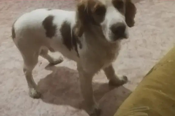 Найдена собака в Волгодонске, ищут хозяев!