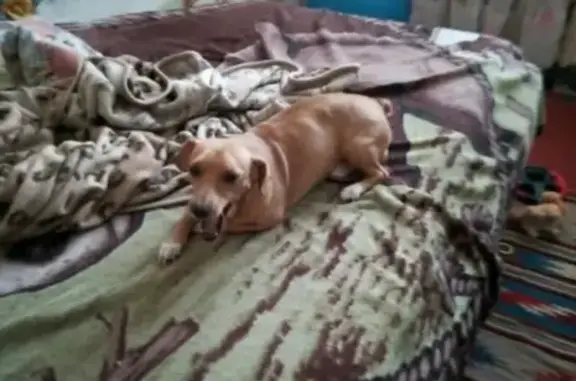 Найдена собака в Тюмени, ищем хозяина!